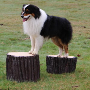 NatureDog-Stump-Jump-big