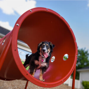 Dog playing in Red Doggie Crawl Agility Course Tunnel