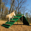 Dog descending King of the Hill Dog Agility Ramp