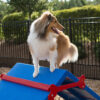 Dog on top of King of the Hill Dog Agility Ramp