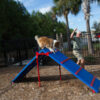Dog and Trainer on King of the Hill Dog Agility Ramp
